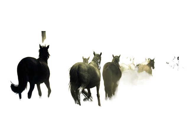 horses, animals, wild horses 马,动物,野生的马