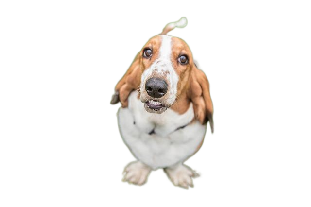 basset hound, dog, hound 猎犬狗,猎犬