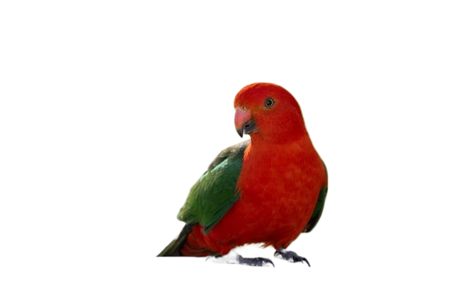 australian king parrot, king parrot, parrot