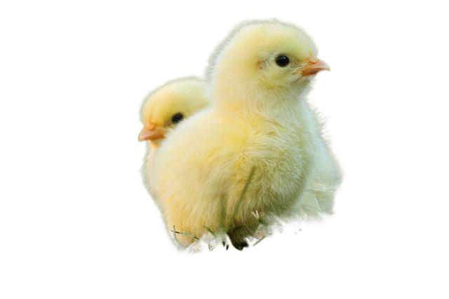 chick, easter chick, easter 复活节小鸡,小鸡,复活节