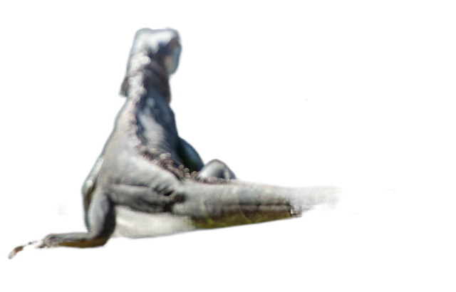 iguanas, reptiles, lizard iguanas, reptiles, lizard