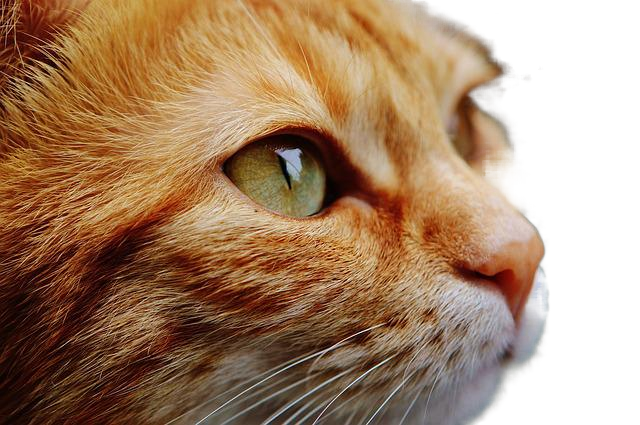 cat, face, eyes 猫的脸,眼睛