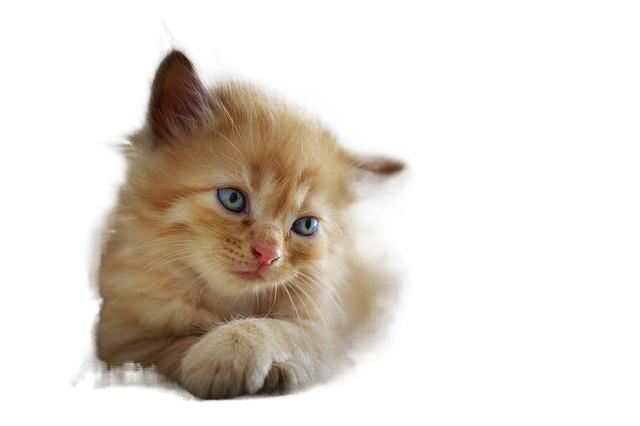 cat, sad, cute 猫,难过的时候,可爱