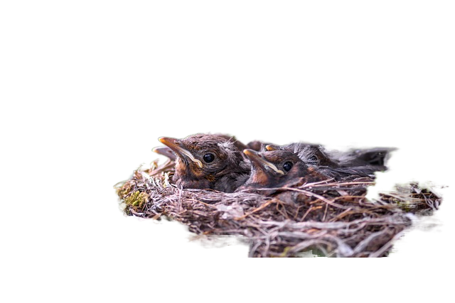 bird, chick, songbird 鸟,小鸡,songbird