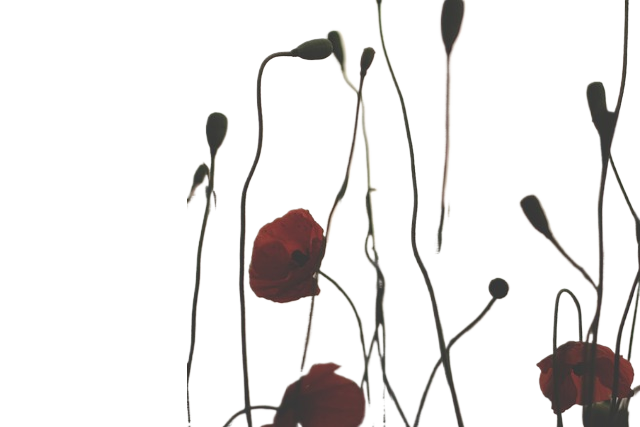 poppy, against, backlight