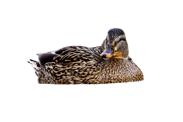 duck, pond, lake