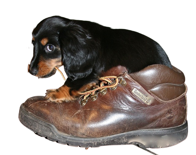 puppy, cute, animal