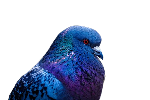 bird, pigeon, beak 鸟,鸽子,喙