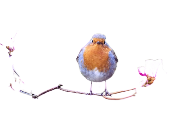 bird, robin, spring 鸟,罗宾,春天