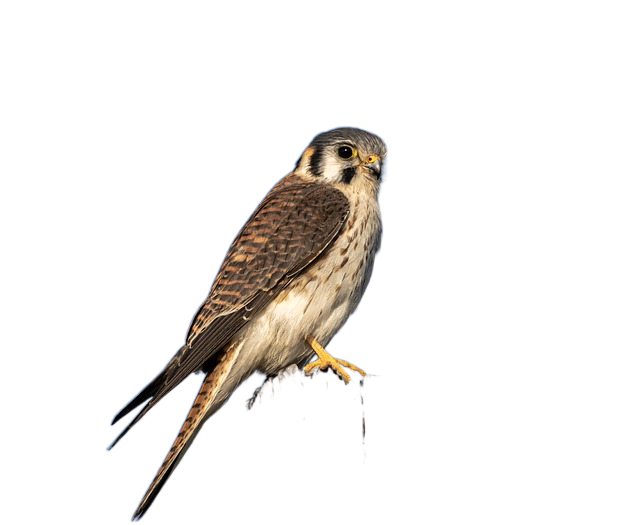 hawk, red halcon, birds raptors 鹰,红halcon,鸟类猛禽