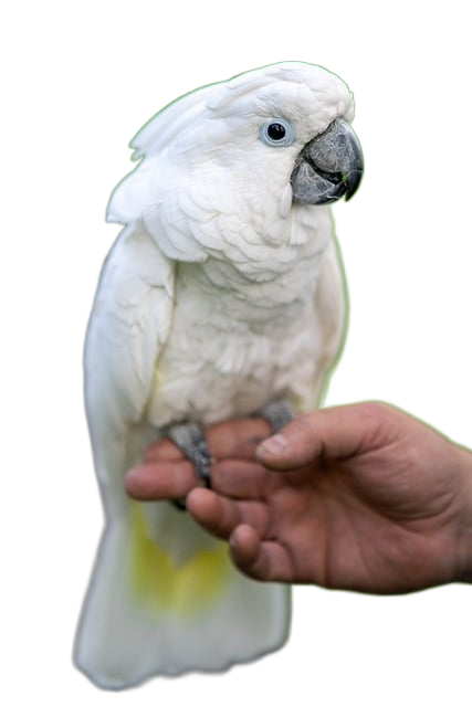 white cockatoo, umbrella cockatoo, cockatoo 白凤头鹦鹉,伞风头鹦鹉,鹦鹉