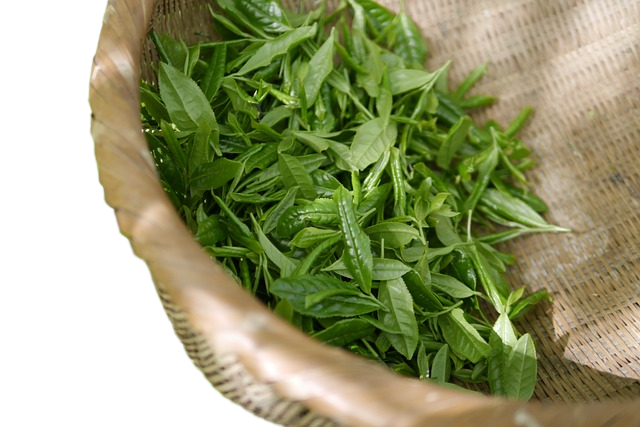 green tea, tea, koreatea