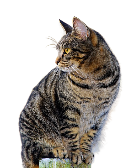 cat, fur, mackerel 猫,皮毛,鲭鱼