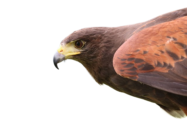 harris hawk, hawk, harris