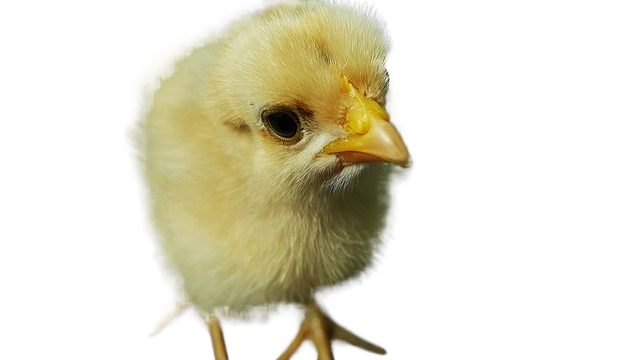 chicken, baby chick, nature