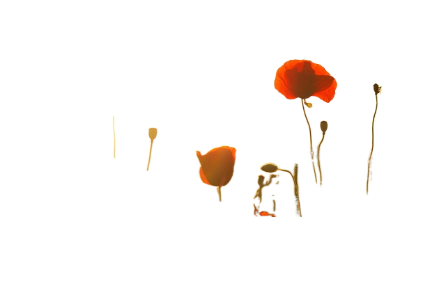 poppies, field, laptop wallpaper 罂粟花、字段笔记本电脑壁纸