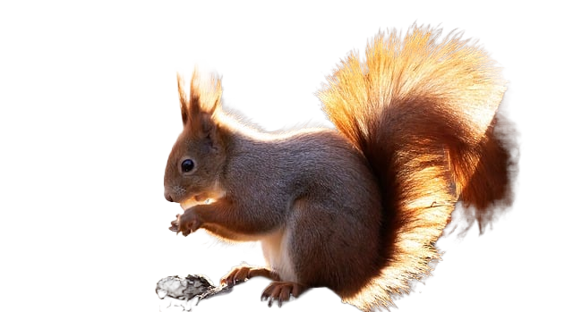 squirrel, free wallpaper, full hd wallpaper