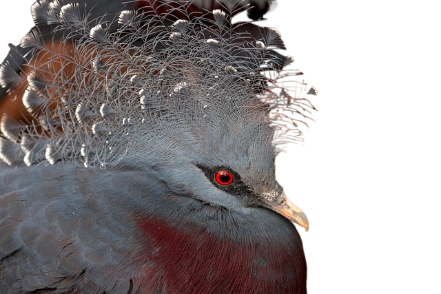 scheepmaker's crowned pigeon, bird, animal