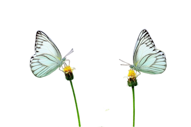 beautiful flowers, flower background, flower wallpaper 美丽的花,花的背景,花壁纸