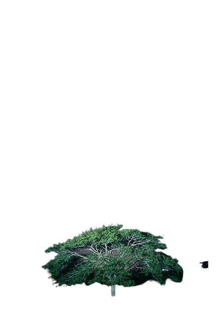 tree, rain, milky way