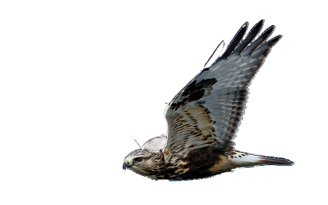 hawk, flight, raptor 鹰,飞行,猛禽