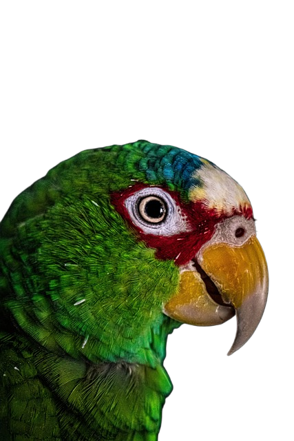 parrot, bird, animal