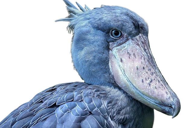 bird, shoe bill, feathers