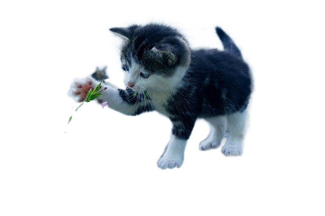 cat, flower, kitten 猫,花,小猫