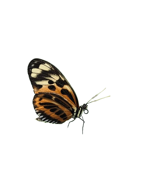 insect, butterfly, entomology