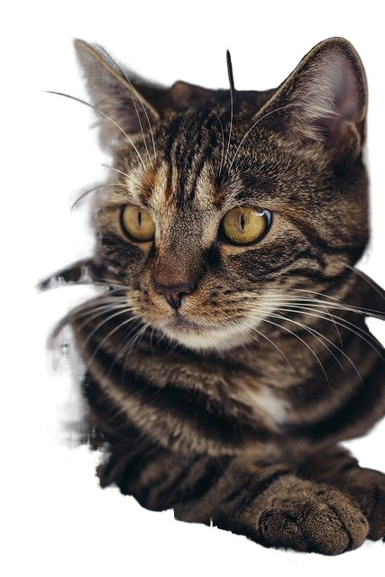 cat, pet, feline 猫,宠物,猫