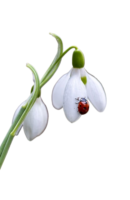 flower, ladybug, flower wallpaper
