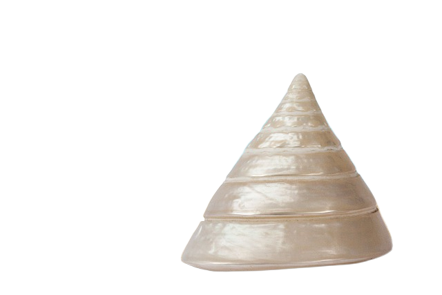 sea snail, gyroscope, trochidae 海螺,陀螺仪,马蹄螺科