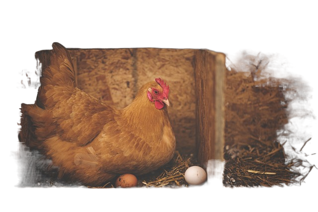 chicken, hen, eggs 鸡,母鸡,鸡蛋