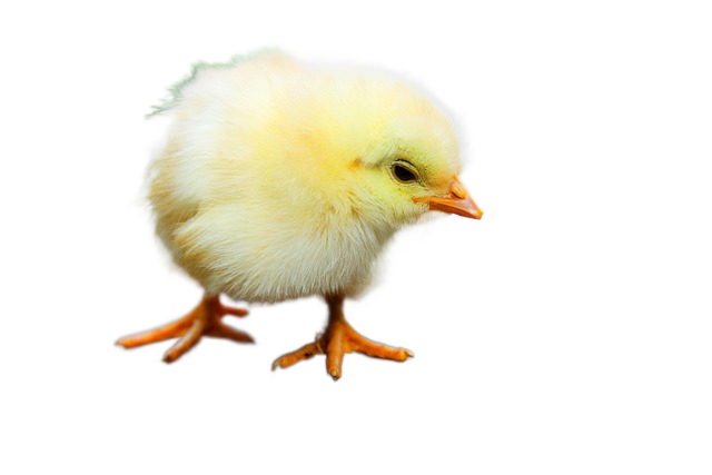 bird, chicks, baby chicken 宝贝,鸟,小鸡鸡
