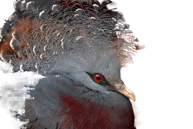 scheepmaker's crowned pigeon, bird, animal scheepmaker加冕的鸽子,鸟,动物