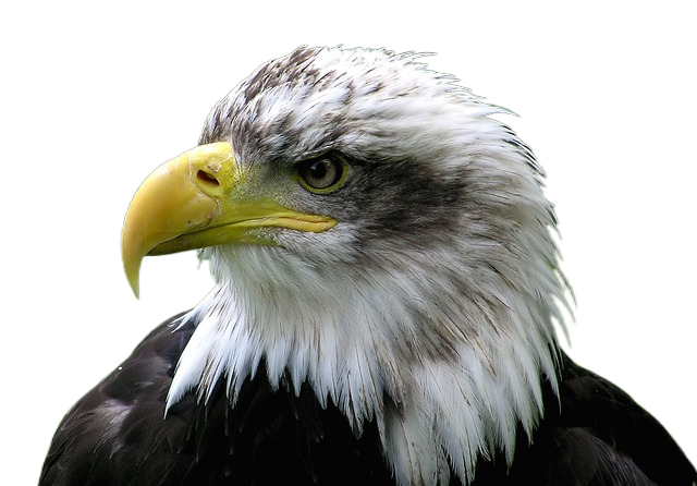 bald eagle, eagle, raptor 秃鹰,鹰,猛禽