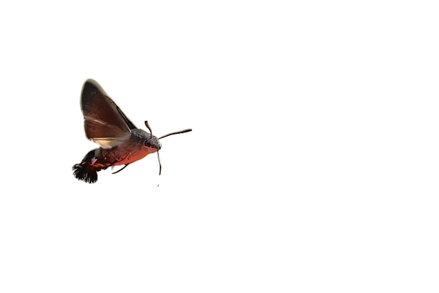 hummingbird hawk moth, moth, windows wallpaper