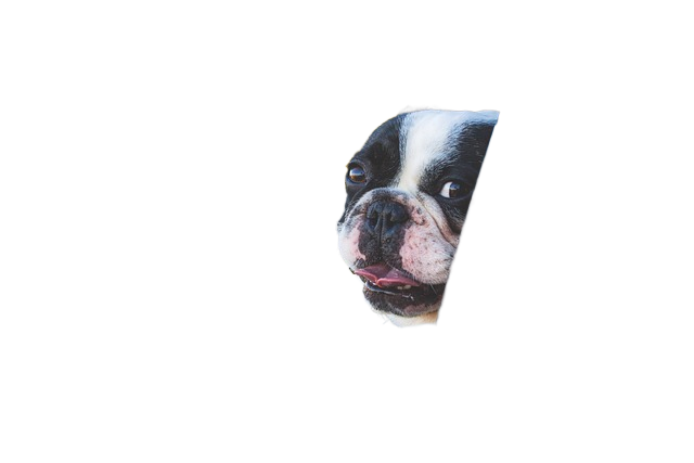 dog, pet, car window