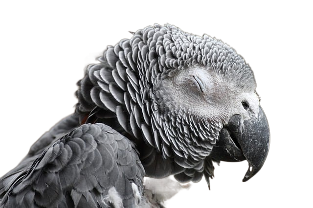 parrot, african grey parrot, nature 非洲灰鹦鹉,鹦鹉的本性
