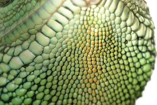 chinese water dragon, reptiles, lizard 中国龙,爬行动物,蜥蜴