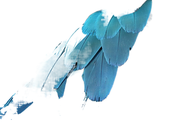 parrot feathers, feathers, plumage 鹦鹉的羽毛,羽毛,羽毛