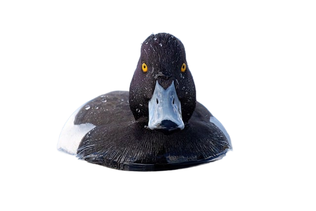 duck, tufted duck, bird