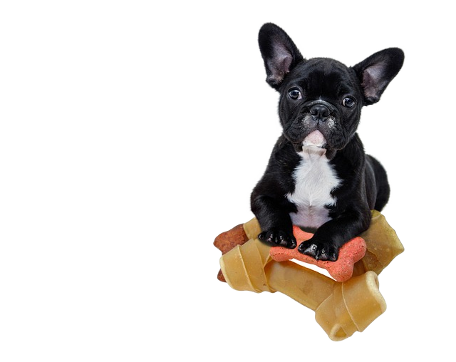 bulldog, puppy, animal 斗牛犬、小狗、动物