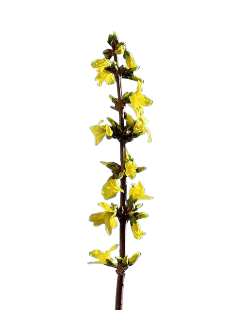 forsythia, flowers, branch