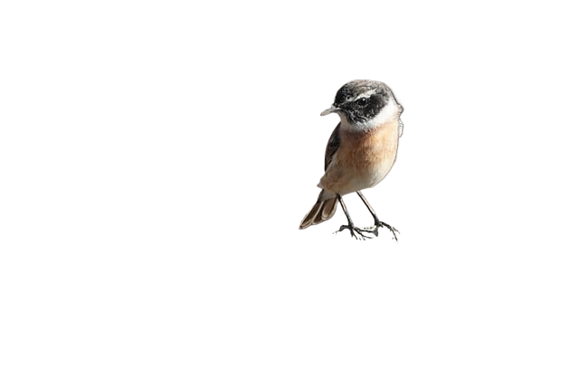 bird, beak, feathers
