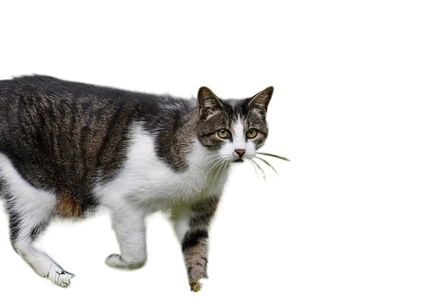 cat, kitten, feline