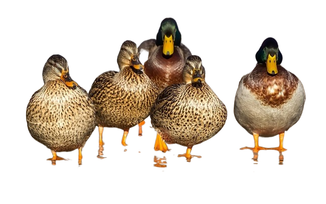 ducks, wild, mallards 鸭子,野生,绿头鸭