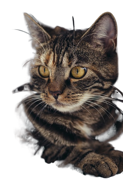 cat, pet, feline 猫,宠物,猫