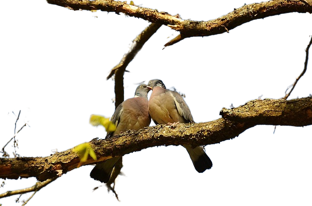 pigeons, couple, pair 鸽子夫妇,一对