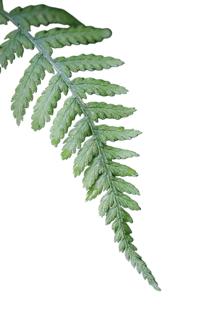 fern, botany, nature